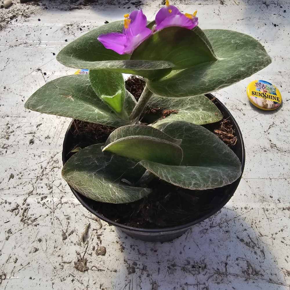 קולקציית הסוקולנטים